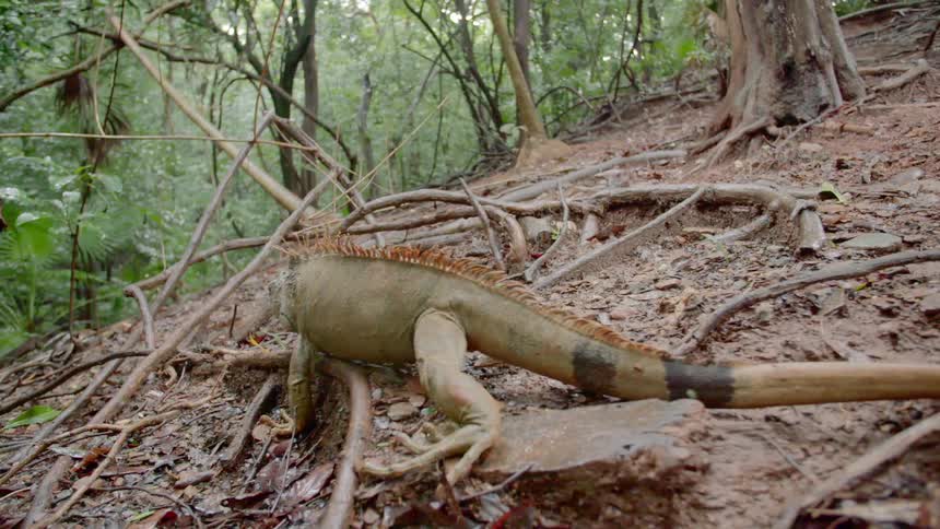 A close up of a lizard in a forest