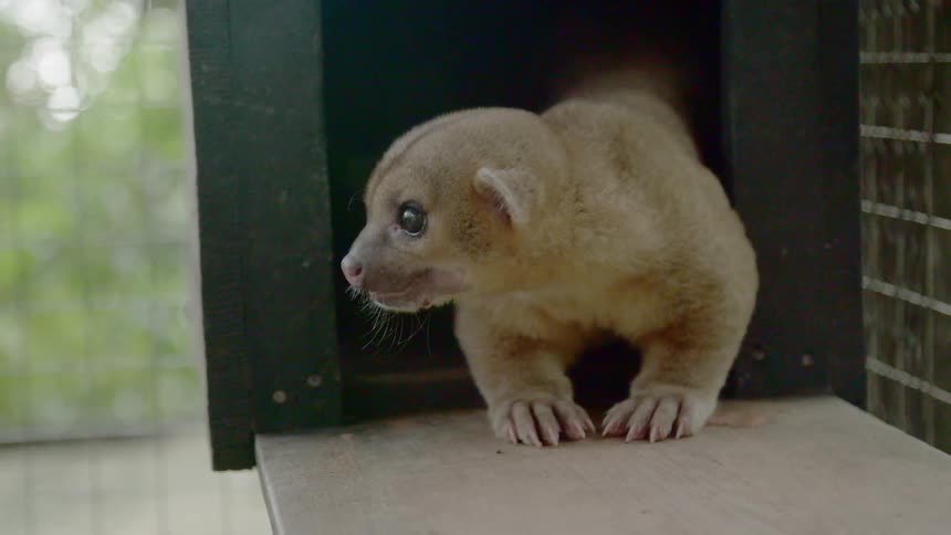 A small animal stands partly out of its shelter in a cage in a zoo looking around