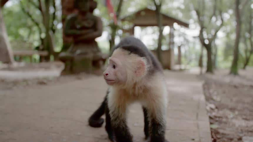 A small monkey stands on a brick surface in a forest