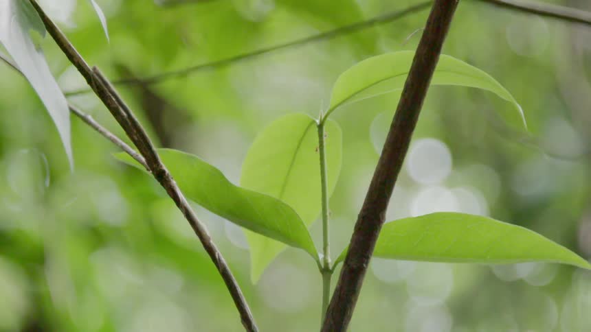 The leaves in the wind