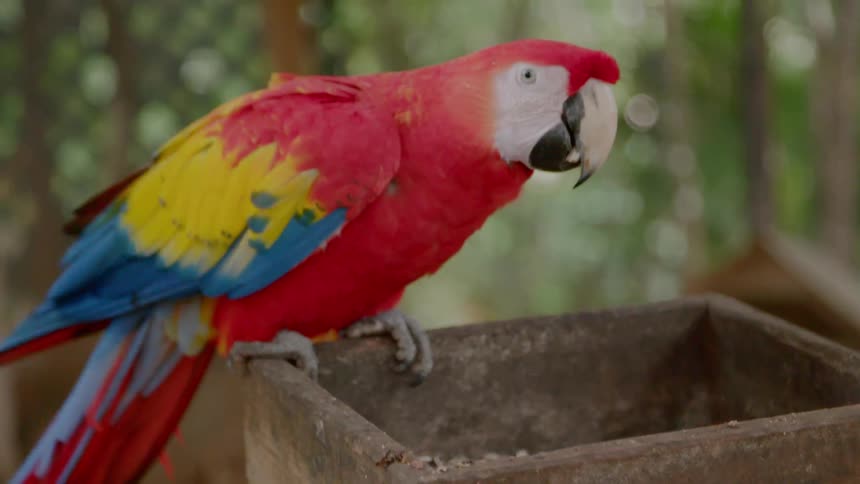 Parrots standing on a wooden box eating seeds