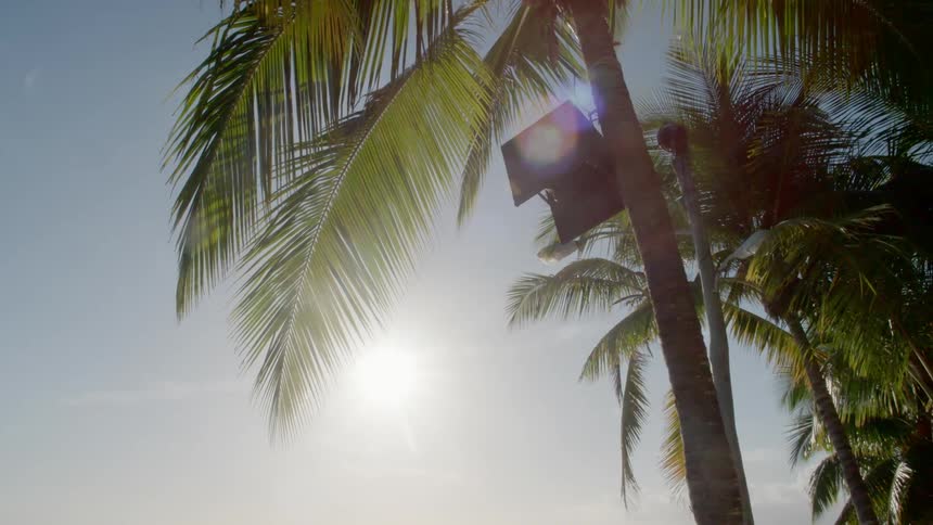 A box stand hangs on a palm tree on a bright sunny day