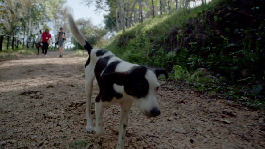 White and black dog walks along dirt path followed by three people