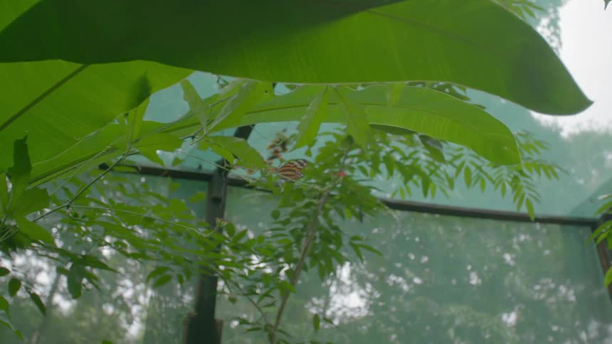 A butterfly resting on a plant then flying off with a glass building in the background