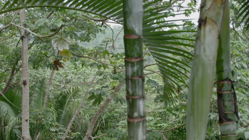 View of bamboo trees and plants in a jungle