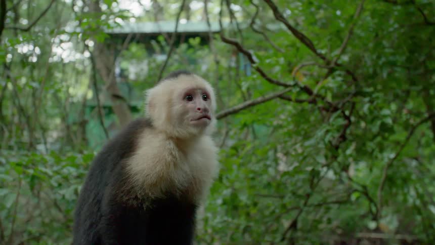 A monkey with trees and a house in the background