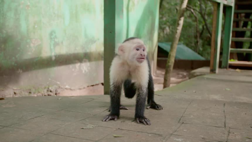 Capuchin monkey on the yard of a house in a third world country