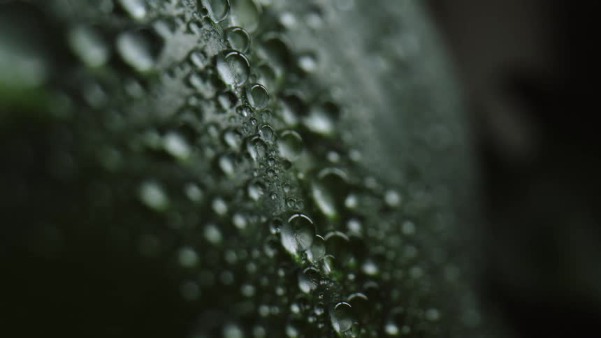 A close up of droplets on a leaf is displayed