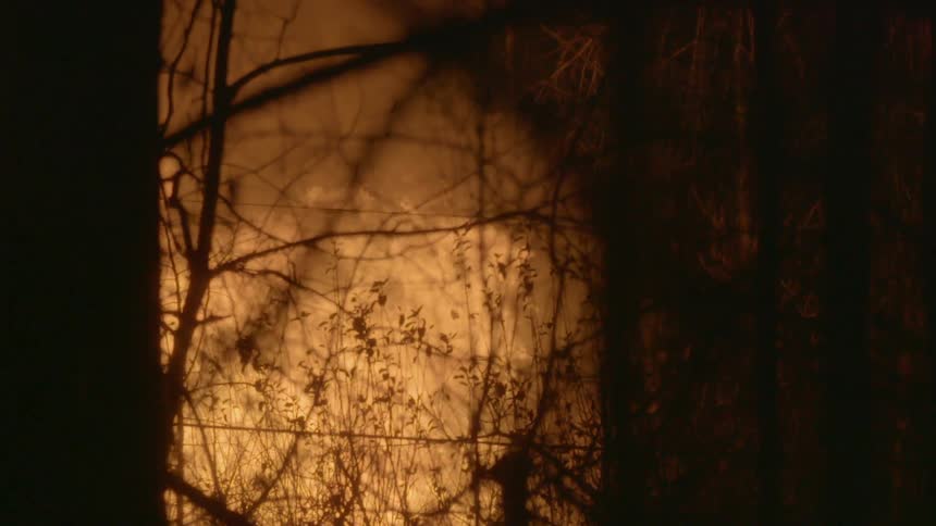 A fire is raging in a forest at night