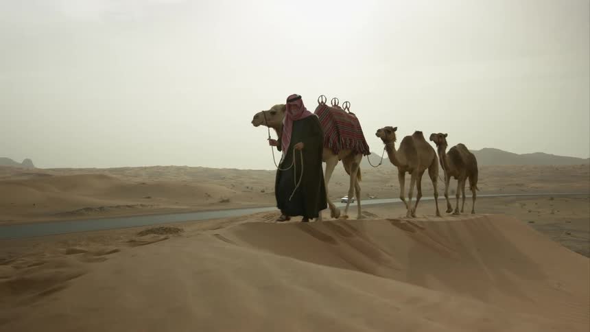 The man walks camels in the desert