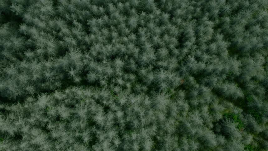 The trees are in the forest