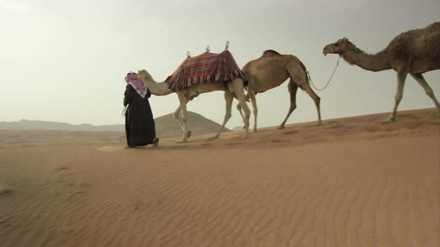 An arab leads three camels through the desert
