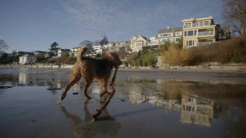 A dog drags a large stick on shore at the beach