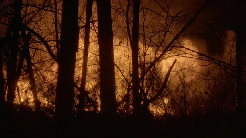 A fire burns behind the trees at night