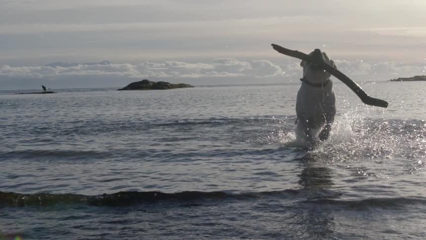 A labrador dog playing with a large stick in the shallow water of a shoreline