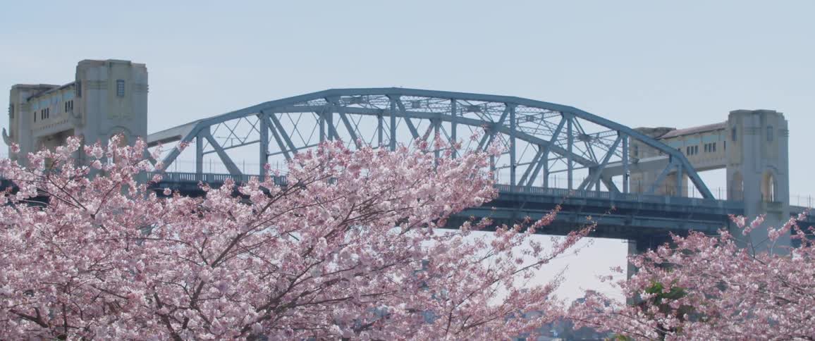 The tree is full of flowers