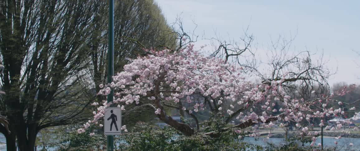 A tree covered in blossoms in front of the water