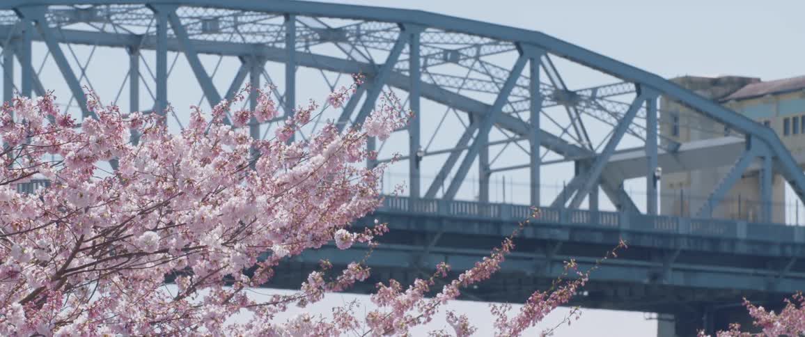 A tree with blossoms is by a bridge