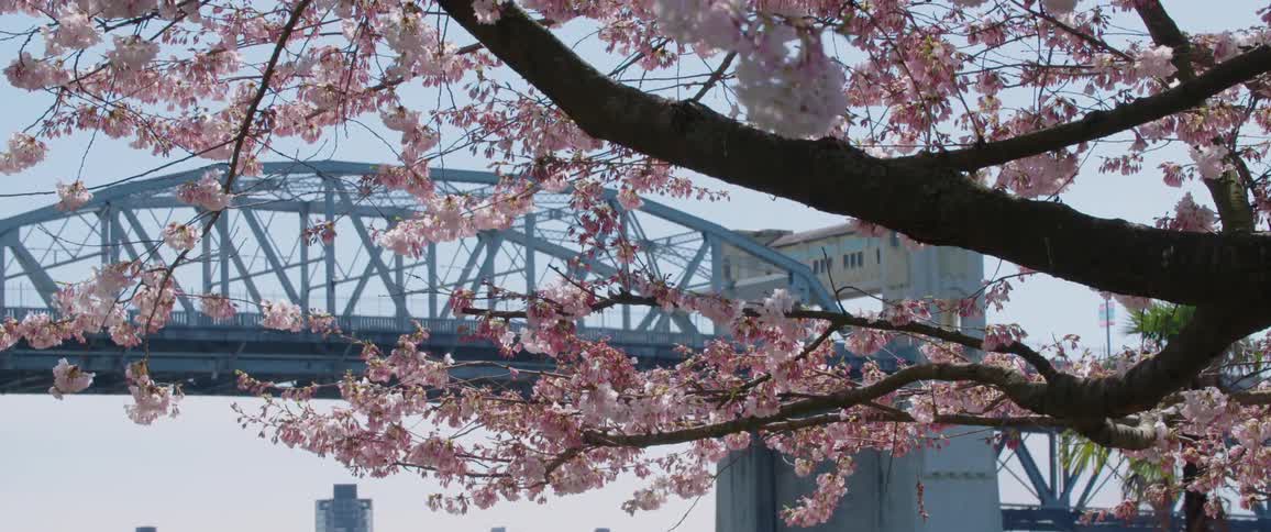 A blossoming tree in front of a bridge