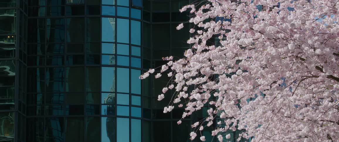 A tree with pink blooms blows slightly in the wind in front of a glass building