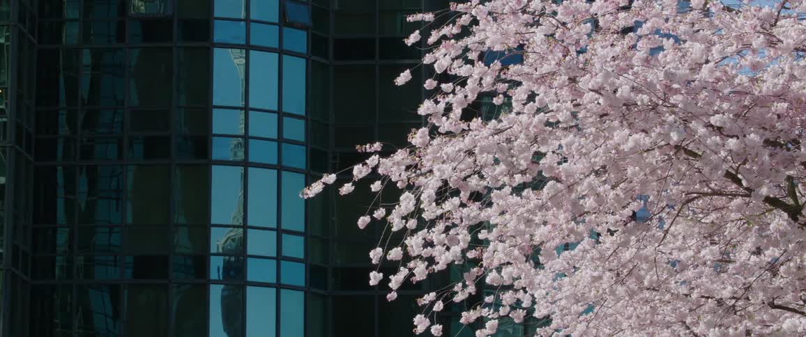 The tree blooms in the park