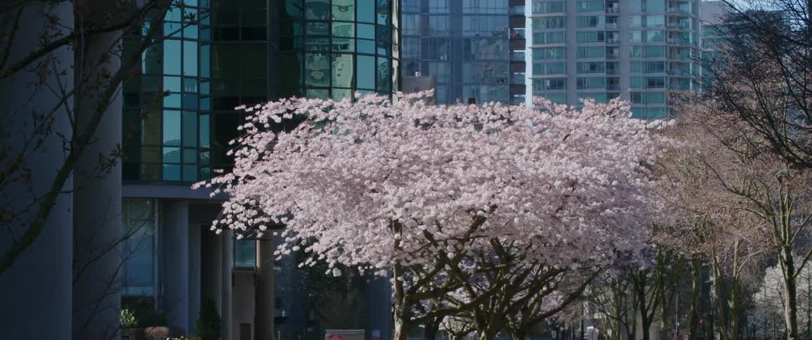 Cherry blossom trees with buildings in the background