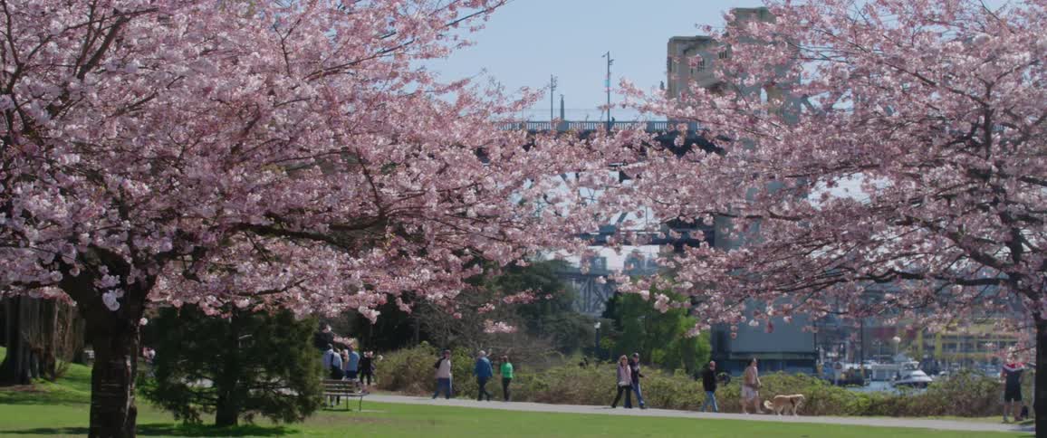 People walk through a city park with blossoming trees
