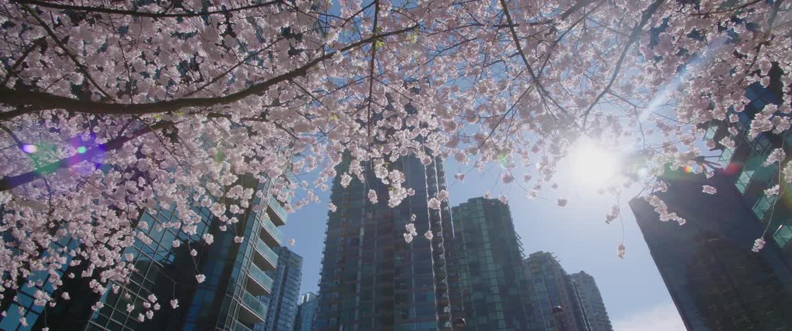 A tree blossoms in a park in a downtown part of the city