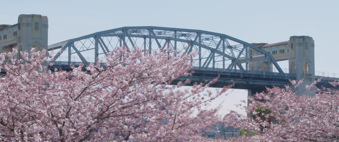 The trees bloom at the park