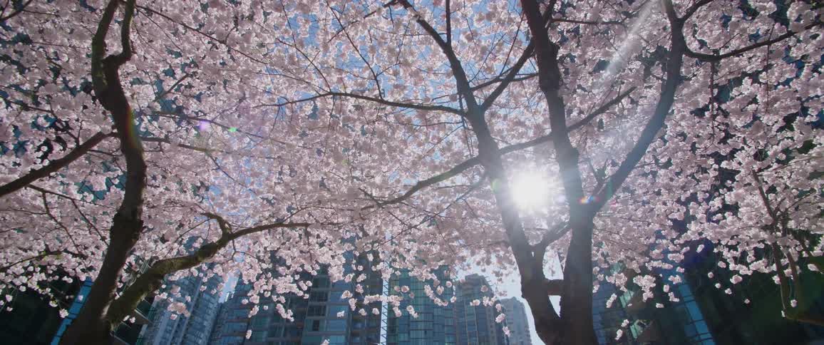 A downtown skyline is obscured by fully bloomed cherry blossom trees
