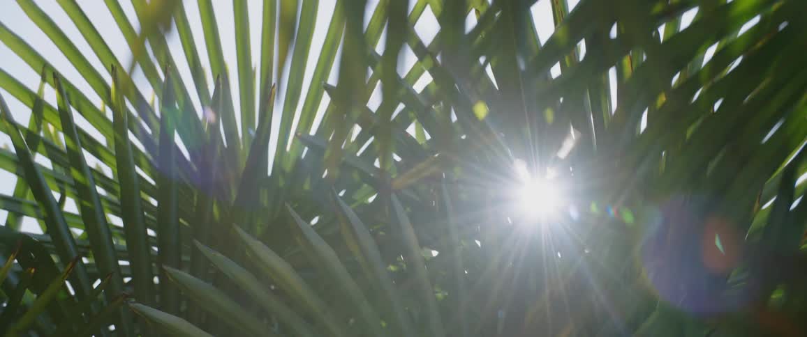 The sun peeks through the leaves