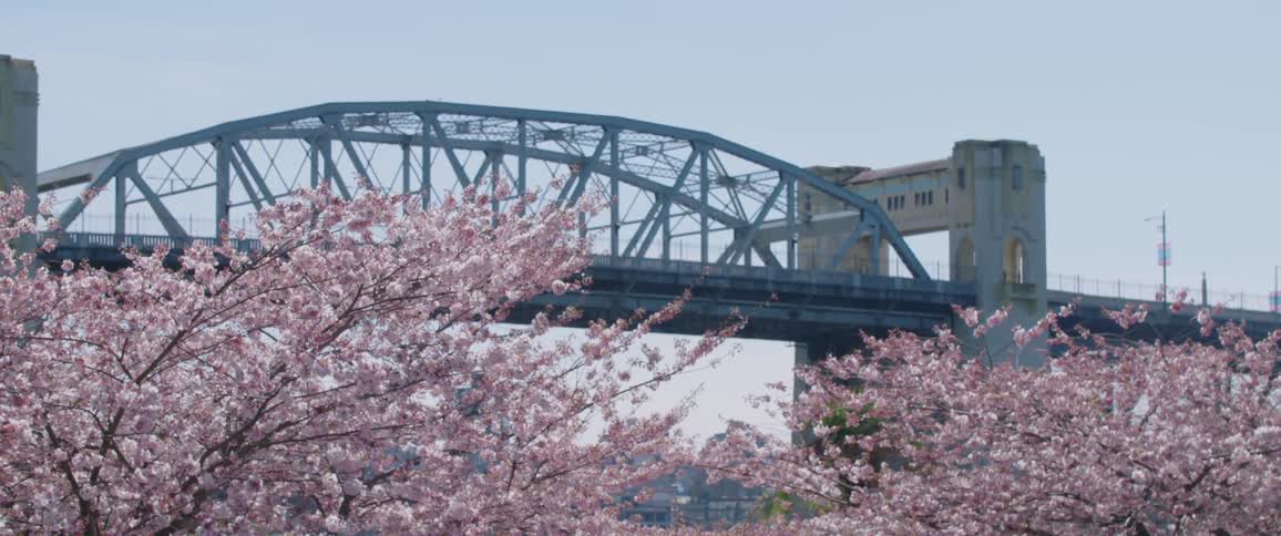 Trees blossom in a park during spring