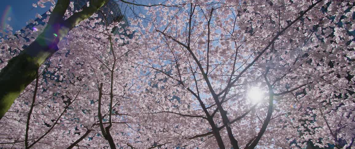 A view of flowers on a tree is displayed