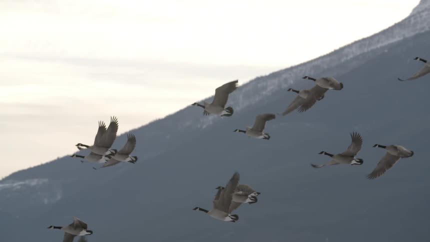 Flock of geese flying in the wilderness