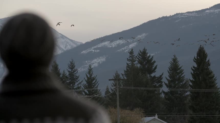 A person watches birds flying over trees
