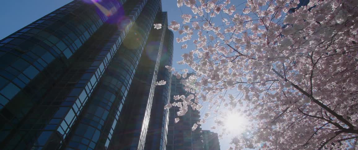 A blossoming tree near a towering skyscraper