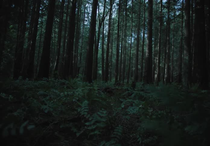 The woods are dark during the day