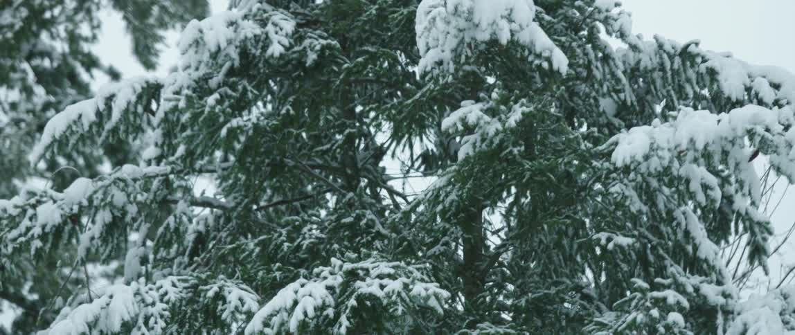 Falling snow gathering on the branches of a pine tree