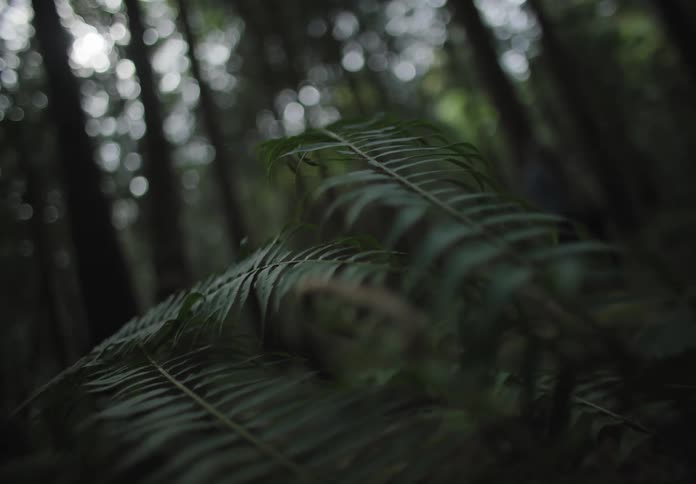 Tree branches sway in the wind in the forest