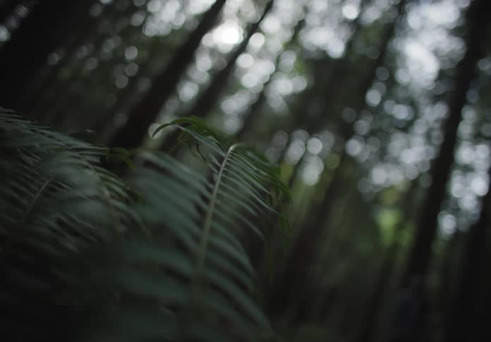 Sunlight peaks through tall trees in a tropical forest