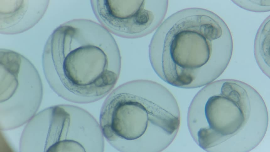 Cells in a close up under a magnifying scope