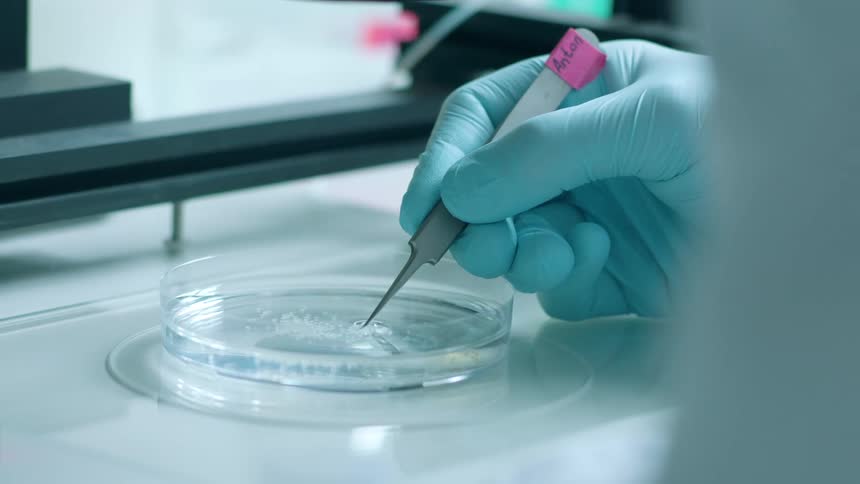 A lab worker pokes liquid in a petri dish with a hand tool