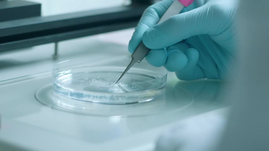 A lab worker uses tweezers to move an object in liquid in a petri dish