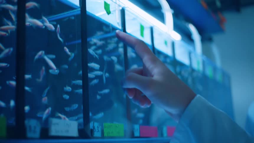 A person in a lab coast points at fish swimming in a row of tanks