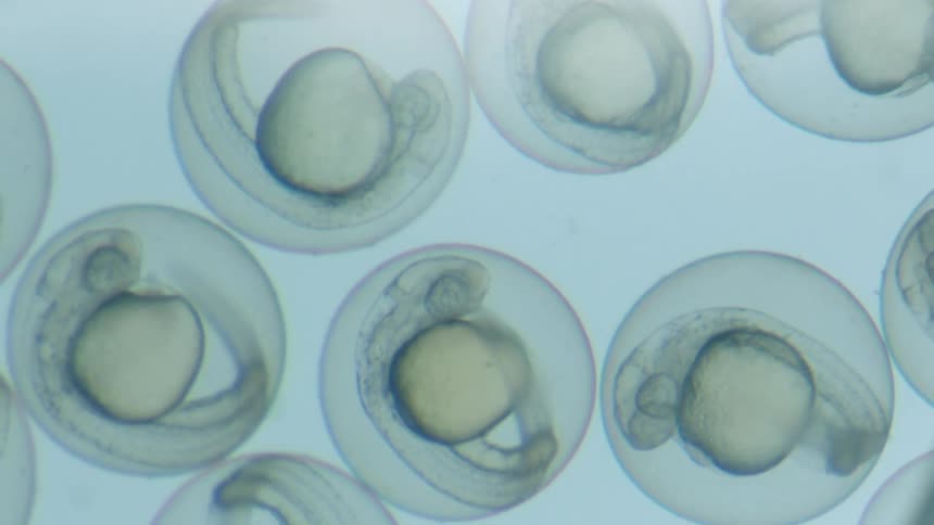 Cells move underneath a microscope