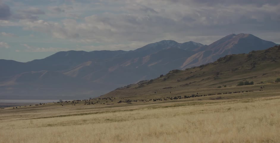 A herd of buffaloes graze in the field