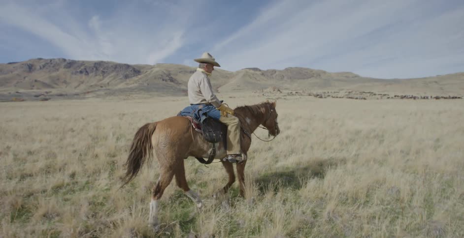 Lone rancher riding a horse in a pasture at midday