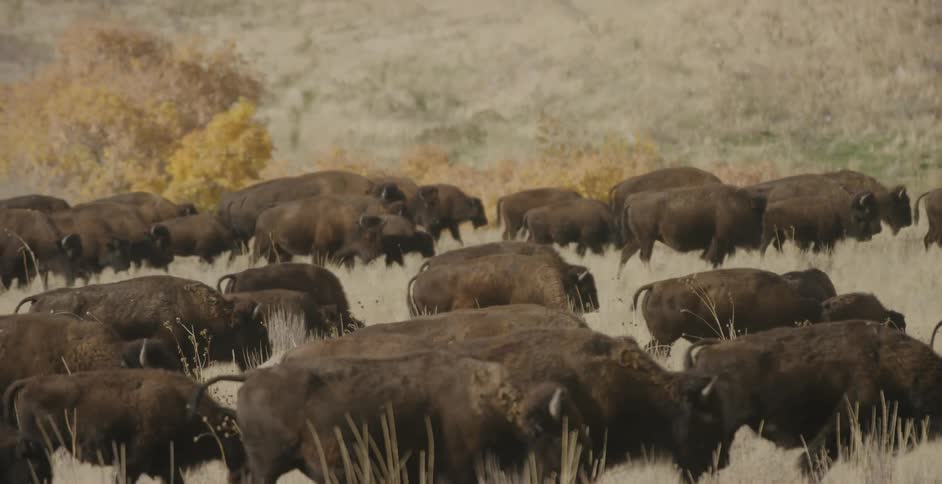 Herd of buffalo walks over the field