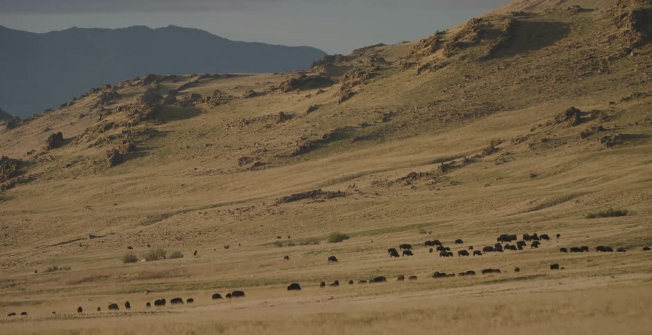 Herd of animals graze on the hilly field