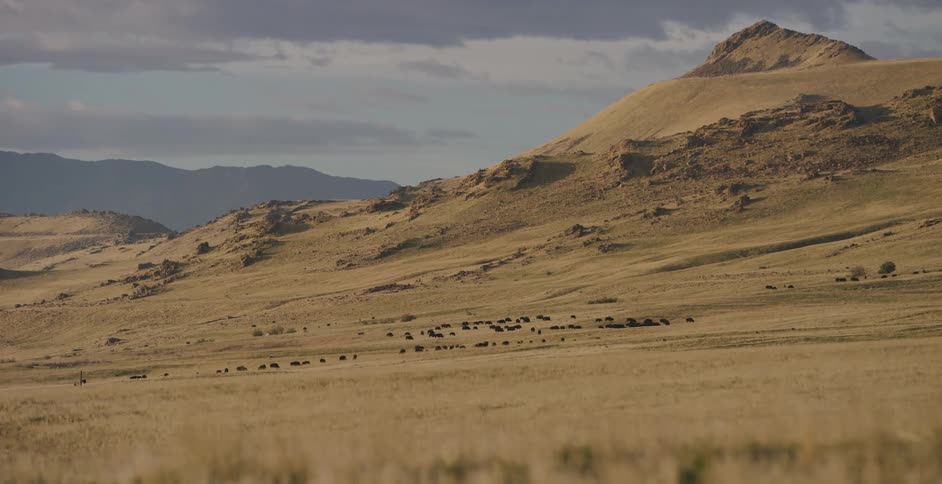 Herd of animals graze on the field near the hills and mountains under a cloudy sky